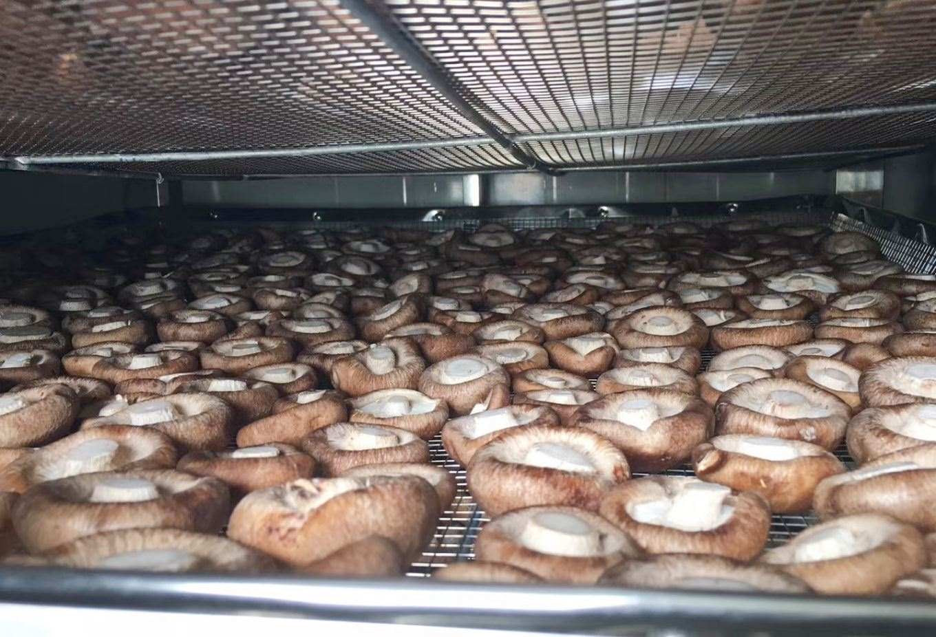 �㹽�����ɸ�̡���Ǿ�����