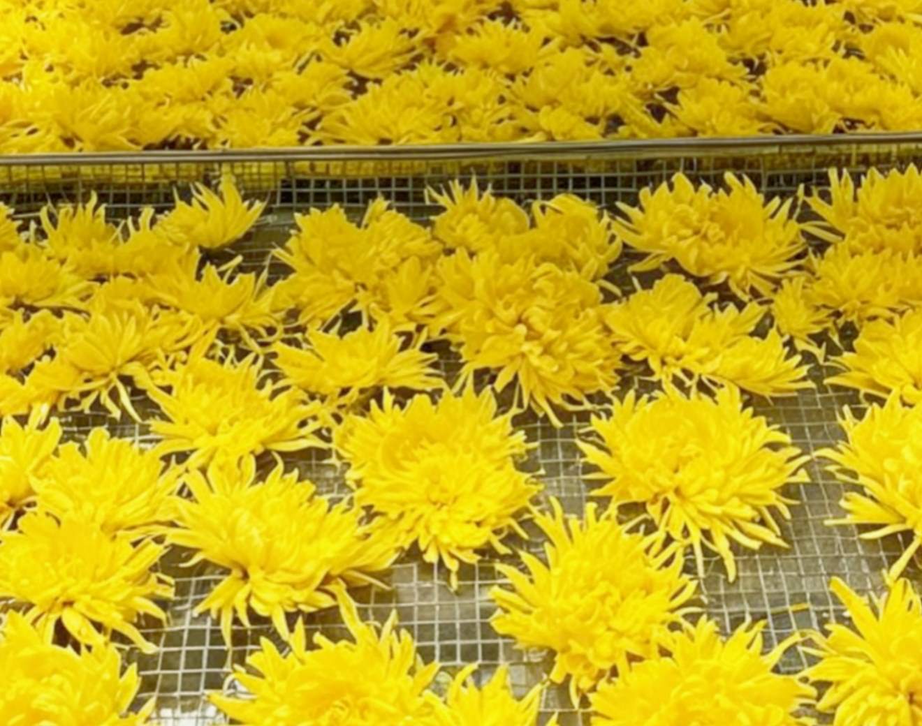 �ջ������ɹ���̡���˿�ʾպ��ɸ�̡��ջ�����